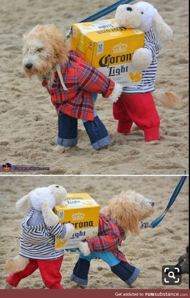 The best dog costume