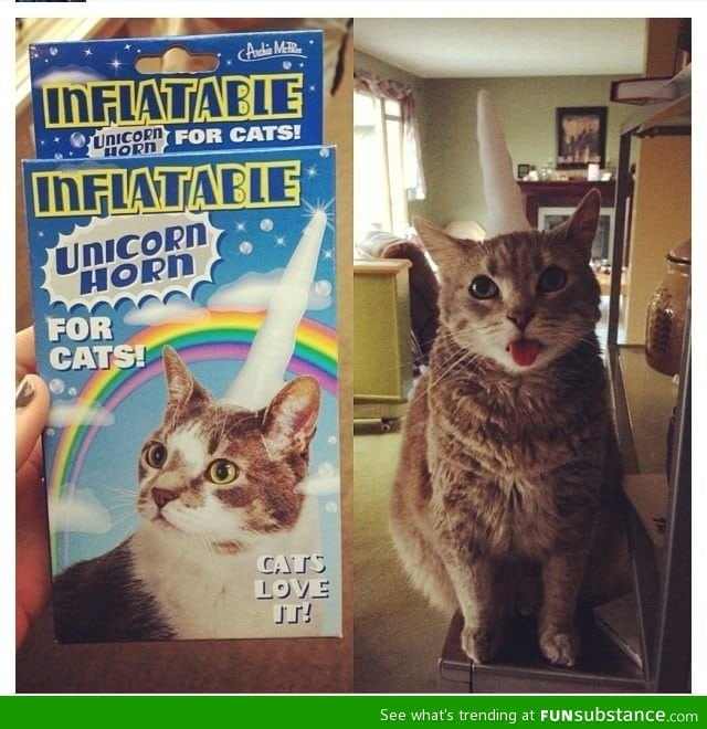 1. Buy a cat 2. Buy unicorn horn 3. Make a catcorn