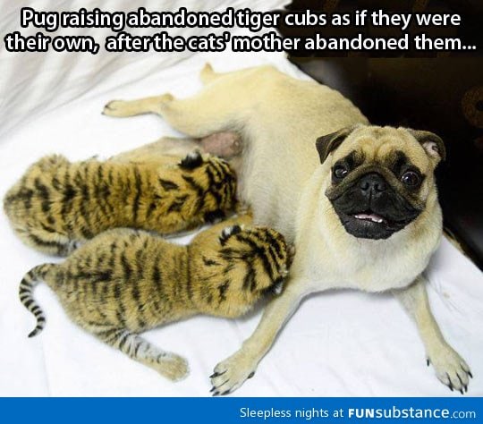 Tiger pugs