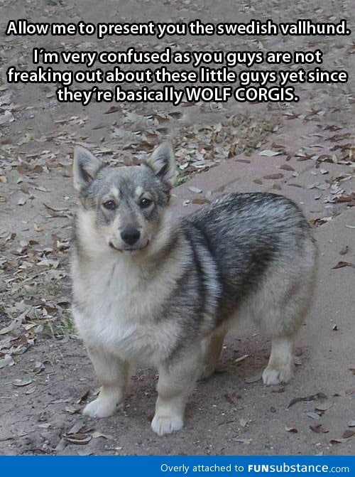 Wolf + Corgi = This awesome dog