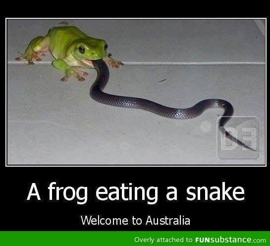 Frog eating a snake