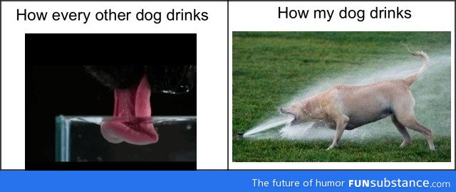 How dogs drink