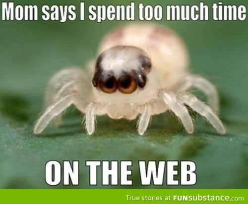 Punny spider