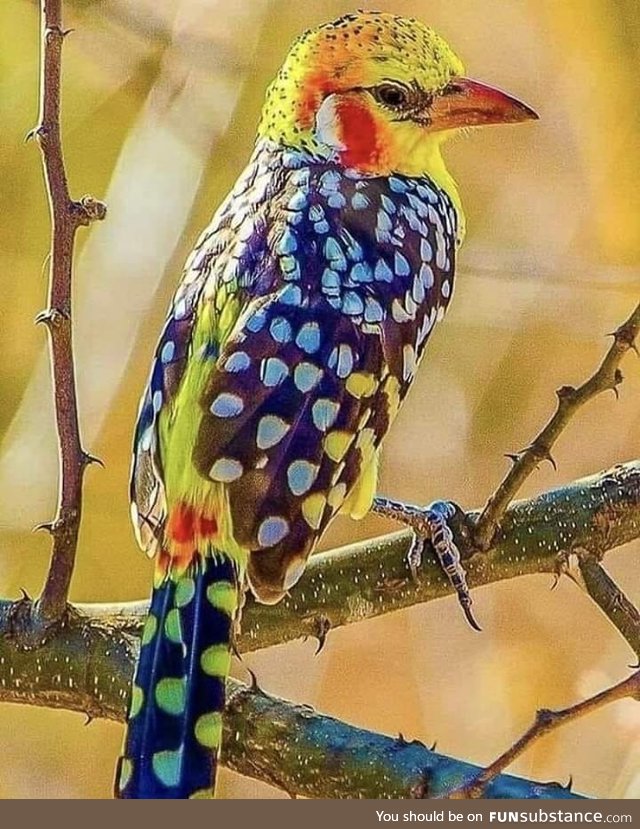 Red and Yellow barbet from Kenya