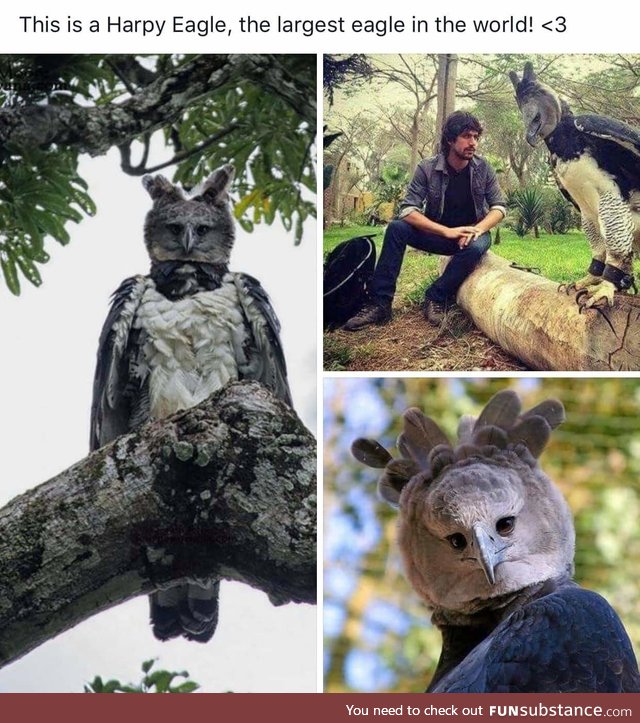 The Harpy Eagle is an absolute unit