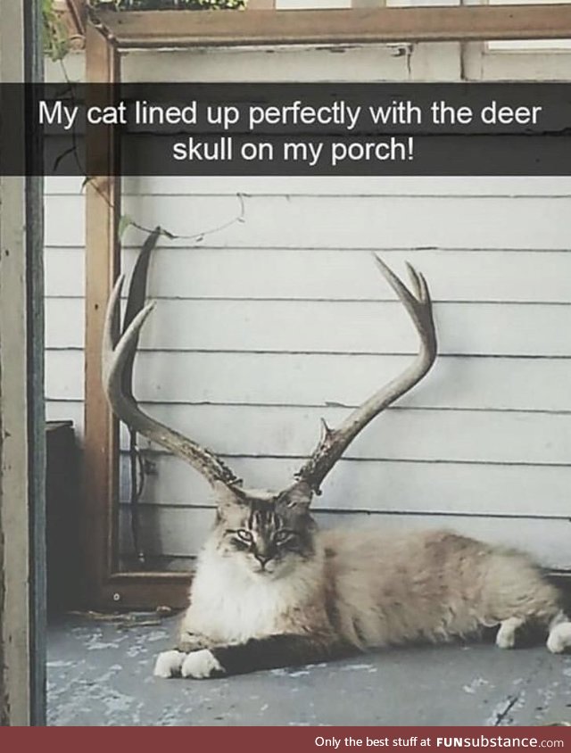 Ignore the caption.. But why does this cat look ***ing ginormous!