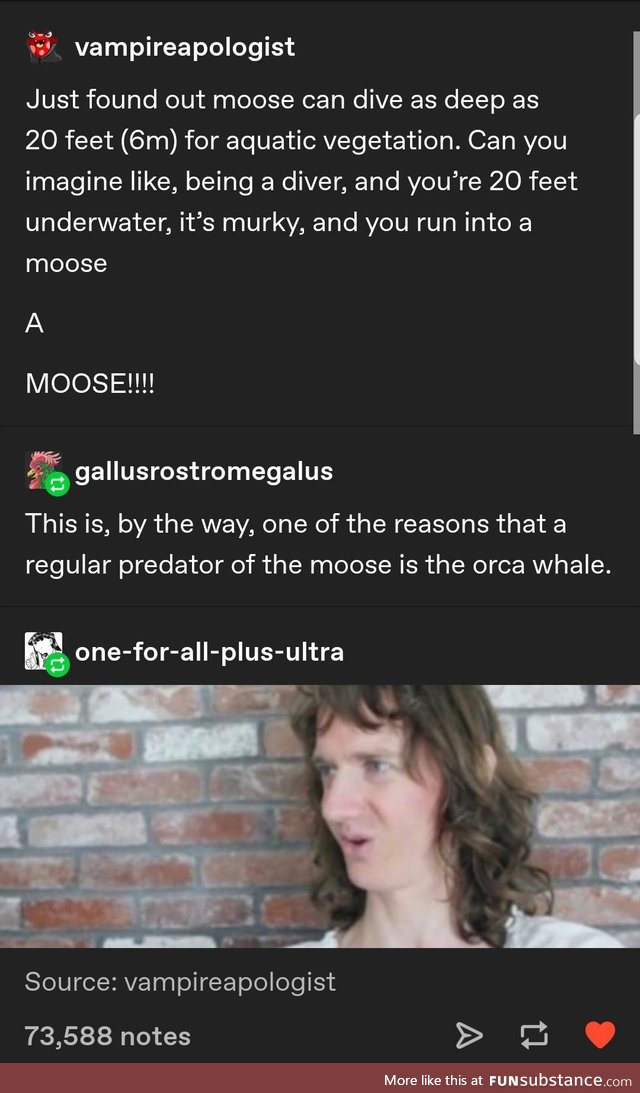 Hello aqua moose