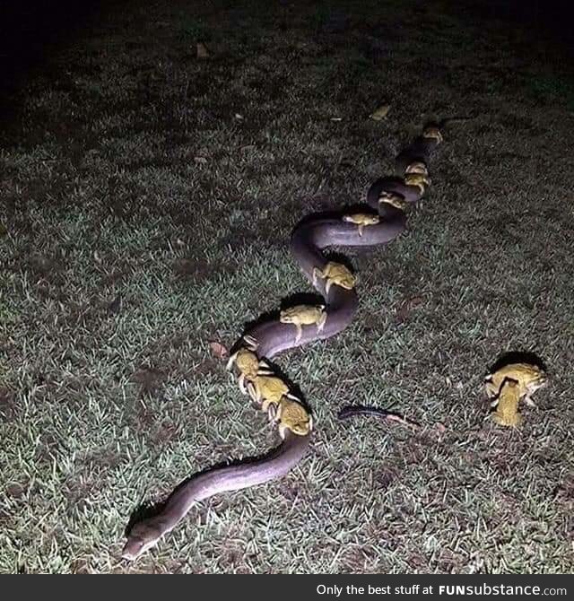 All aboard the snake train