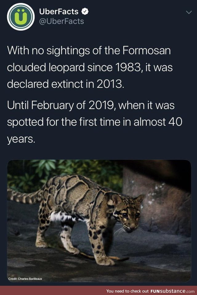 Formosan clouded leopard