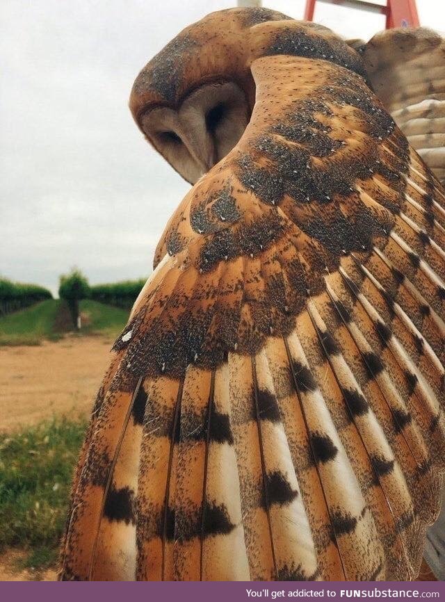 Them feathers