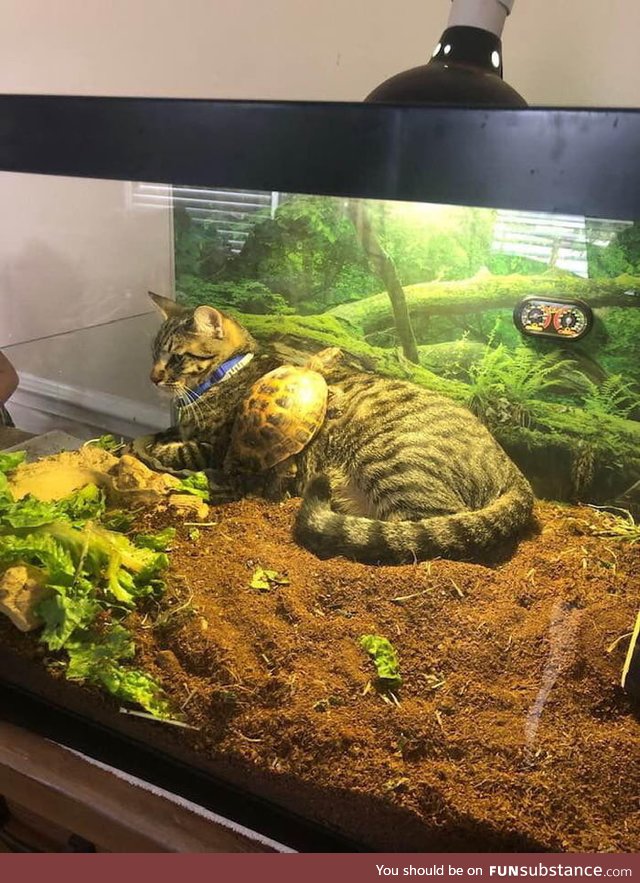 When the cat becomes best friends with the turtle