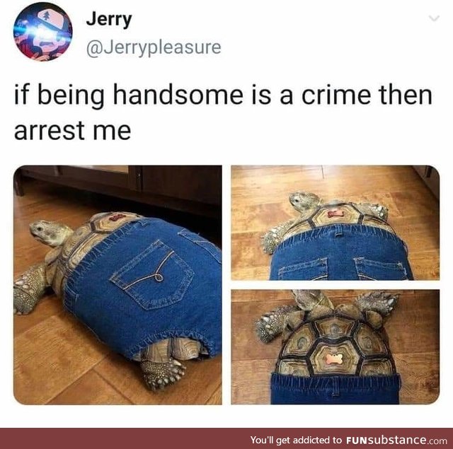 If a tortoise wore pants