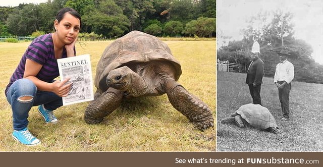 Meet Jonathon the tortoise. He's the oldest known animal in the world at present