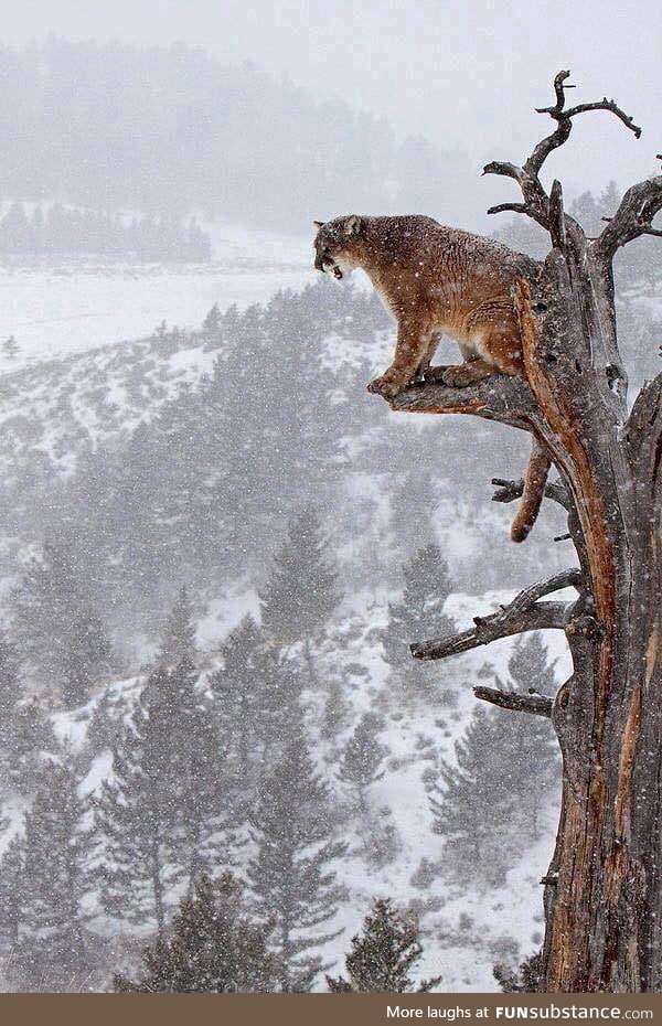 Puma looking down over the forest from the top of a tree