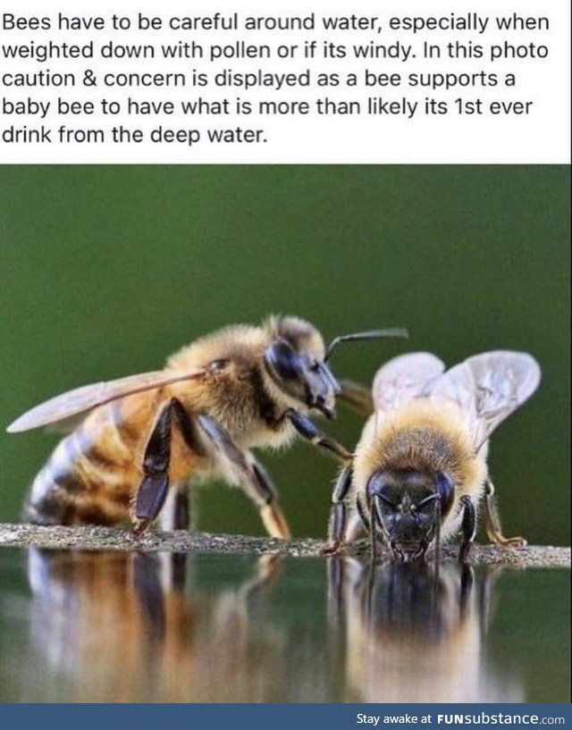 Save the bees