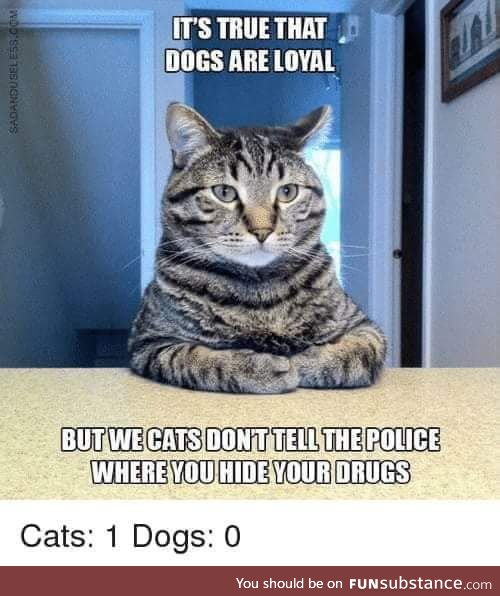 Cats are superior