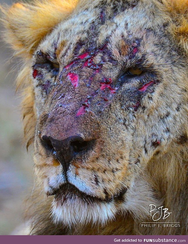 This "Loonkito", the oldest living male in Amboseli, Kenya has fought tooth and