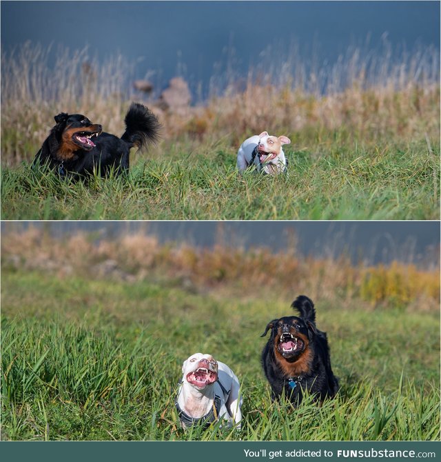 Extreme zoomies at the dog park