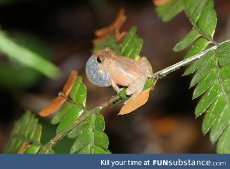 Froggo Fren #77 - Xmas Frog