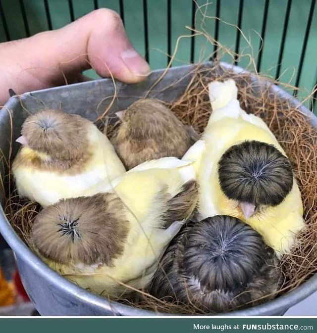 Belgian Canaries have the best hairdos