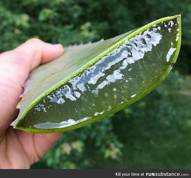 This chunk of Aloe Vera