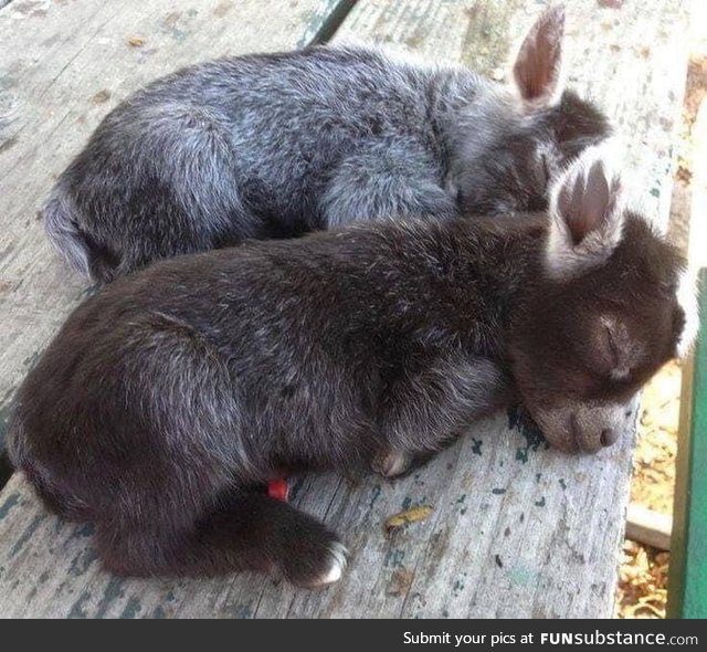 Baby donkies are underrated