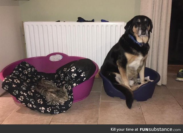 My cat kicks my poor boy out of his bed and into hers. His face says it all lol