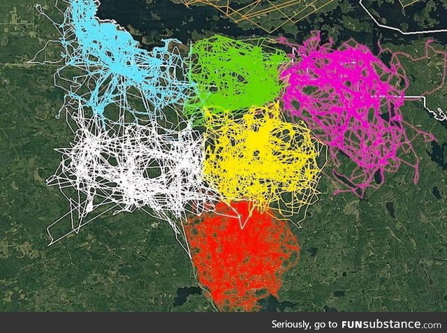 GPS tracking of 6 different wolf packs in Voyageurs National Park. Notice how territorial