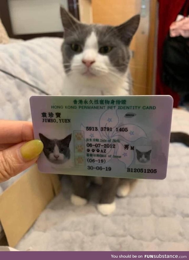 In Honk Kong, pets have their own ID cards