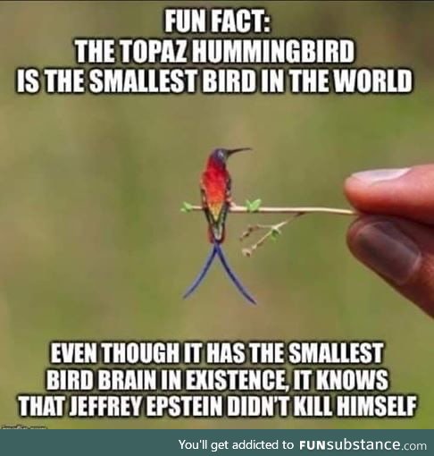 Hummingbird knowledge