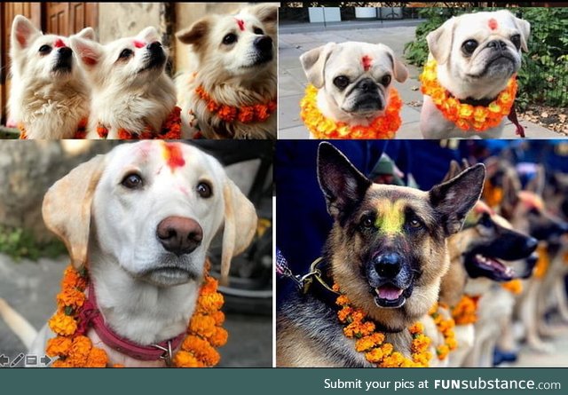 It's KUKU TIHAR today, festival in nepal when dogs are worshipped. May the DOG be