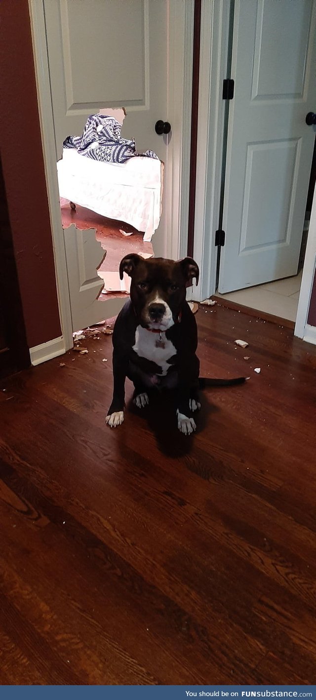 This dog's expression after smashing through the door the owner closed him in