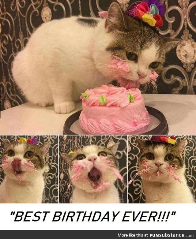 Happy birthday kitty!