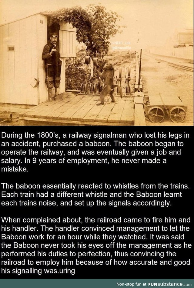 Railway Signal man lost his legs and a Monkey learned his job