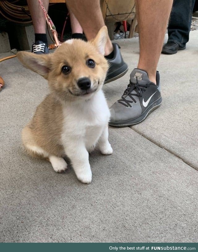 My corgi smiley pose