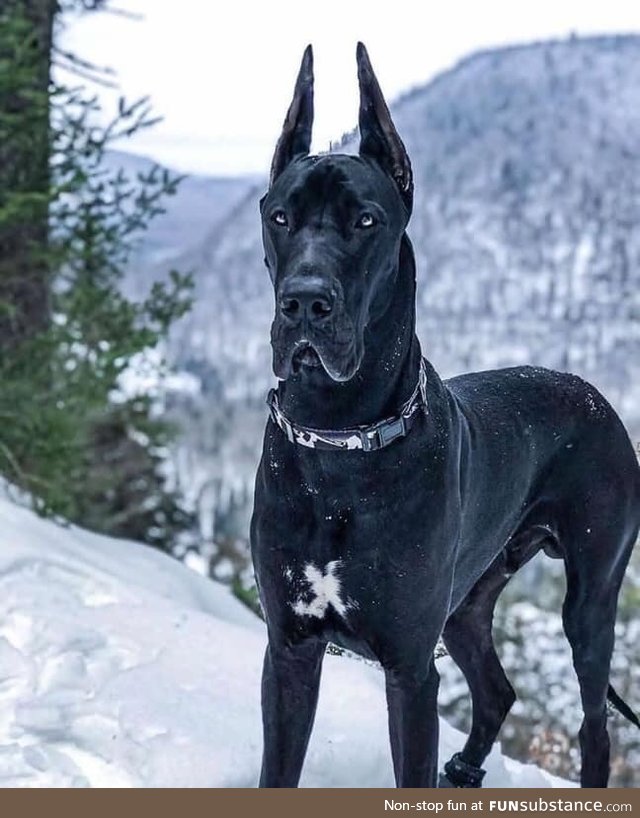 Majestic Great Dane