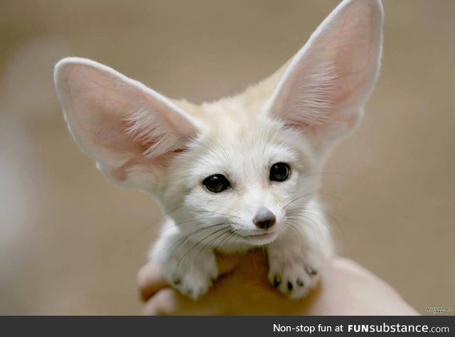 Fennec Fox