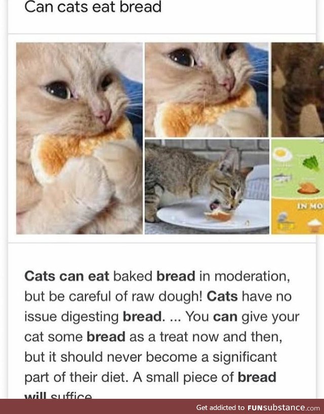 Cat's can eat a few pancakes