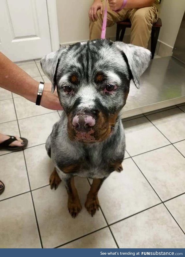 Rottweiler with Vitiligo