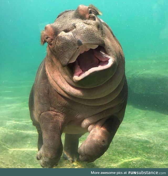 Baby Hippo