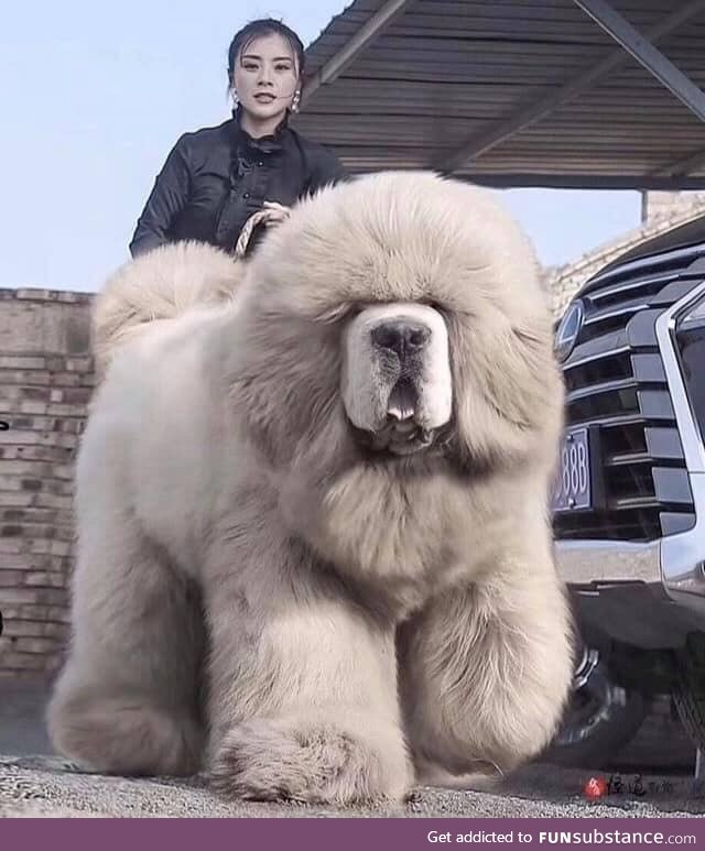 Tibetan Mastiff