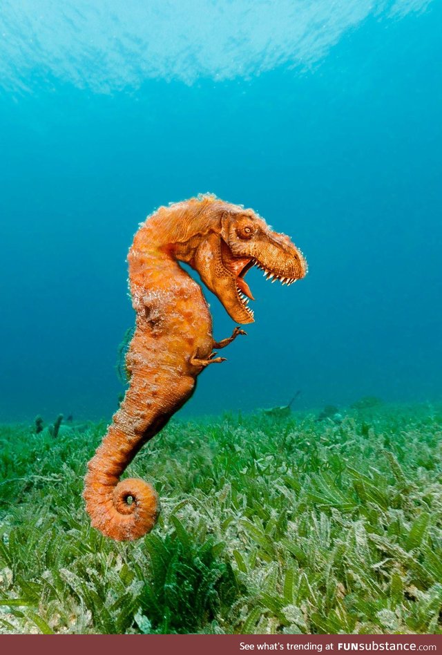 Sea-Rex