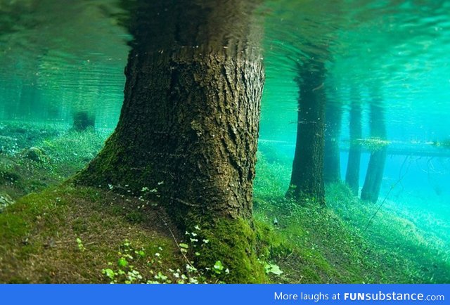 Submerged forest