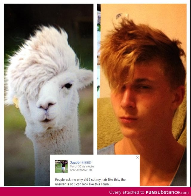 Llama hair