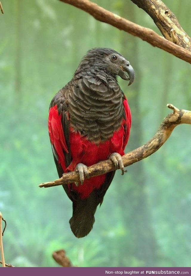 The Dracula Parrot Is Scary And Beautiful All At Once