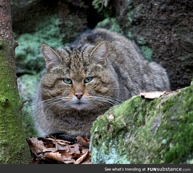 European forest feline