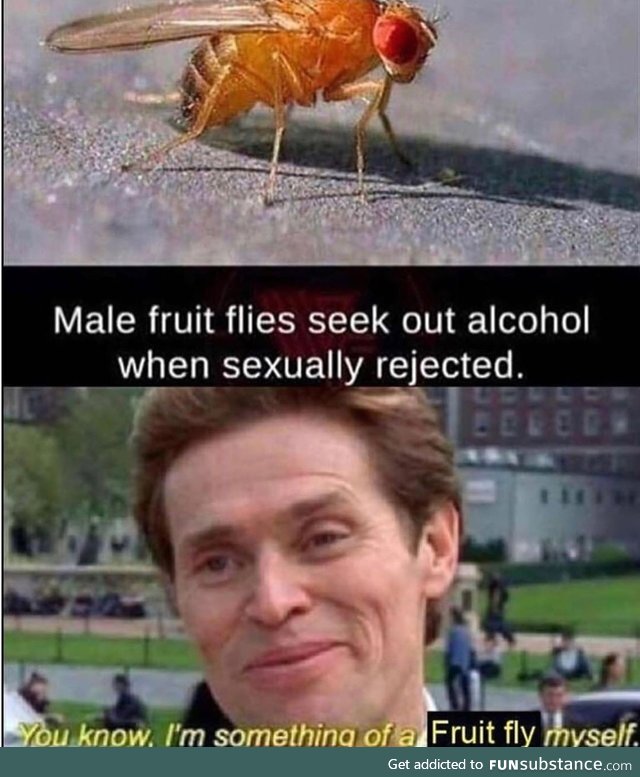 Fruit flies