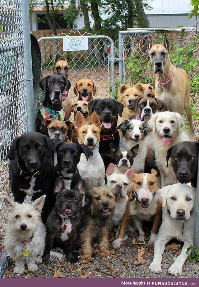 Possibly the best picture ever taken of a dog daycare.