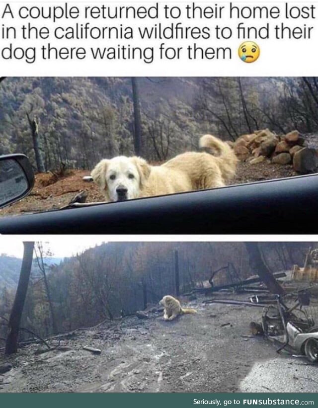 Poor doggo