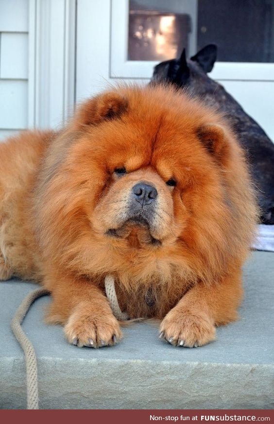 Chow Chow